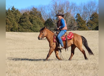 American Quarter Horse, Castrone, 6 Anni, Pelle di daino