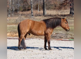 American Quarter Horse, Castrone, 6 Anni, Pelle di daino