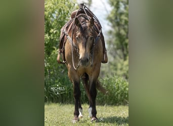 American Quarter Horse, Castrone, 6 Anni, Pelle di daino