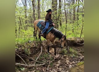 American Quarter Horse, Castrone, 6 Anni, Pelle di daino