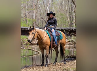 American Quarter Horse, Castrone, 6 Anni, Pelle di daino