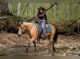 American Quarter Horse, Castrone, 6 Anni, Pelle di daino