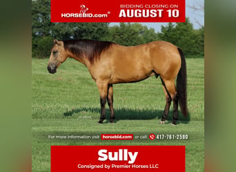 American Quarter Horse, Castrone, 6 Anni, Pelle di daino