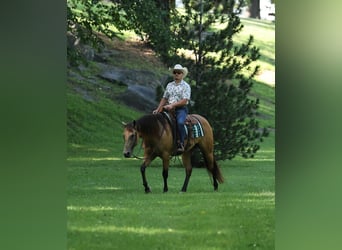 American Quarter Horse, Castrone, 6 Anni, Pelle di daino