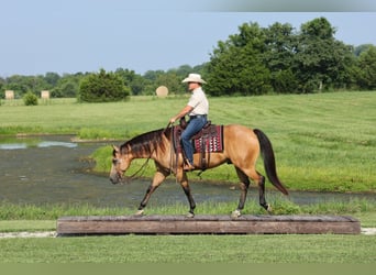 American Quarter Horse, Castrone, 6 Anni, Pelle di daino