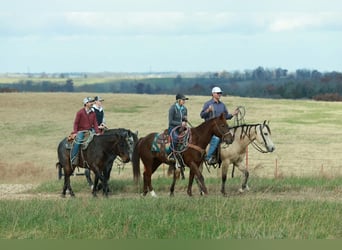American Quarter Horse, Castrone, 6 Anni, Pelle di daino