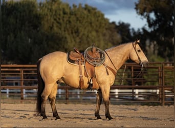 American Quarter Horse, Castrone, 6 Anni, Pelle di daino