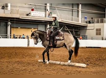 American Quarter Horse, Castrone, 6 Anni, Pelle di daino