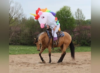 American Quarter Horse, Castrone, 6 Anni, Pelle di daino