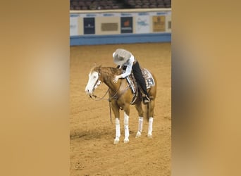 American Quarter Horse Mix, Castrone, 6 Anni, Pezzato