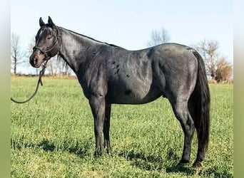 American Quarter Horse, Castrone, 6 Anni, Roano blu