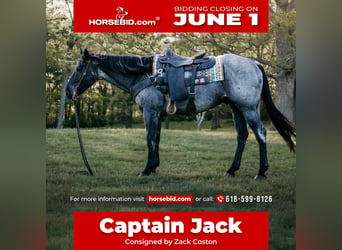 American Quarter Horse, Castrone, 6 Anni, Roano blu