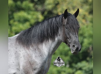 American Quarter Horse, Castrone, 6 Anni, Roano blu