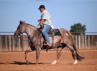 American Quarter Horse, Castrone, 6 Anni, Roano rosso