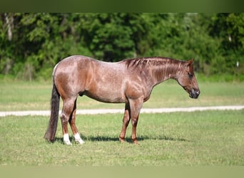 American Quarter Horse, Castrone, 6 Anni, Roano rosso