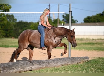 American Quarter Horse, Castrone, 6 Anni, Roano rosso