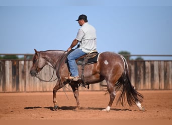 American Quarter Horse, Castrone, 6 Anni, Roano rosso