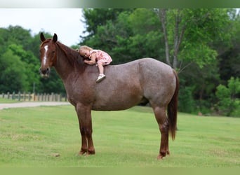 American Quarter Horse, Castrone, 6 Anni, Roano rosso