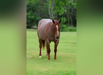 American Quarter Horse, Castrone, 6 Anni, Roano rosso