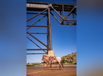 American Quarter Horse, Castrone, 6 Anni, Roano rosso