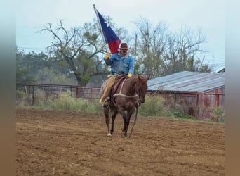 American Quarter Horse, Castrone, 6 Anni, Roano rosso