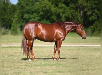 American Quarter Horse, Castrone, 6 Anni, Sauro ciliegia