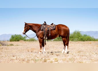 American Quarter Horse Mix, Castrone, 6 Anni, Sauro ciliegia