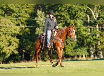American Quarter Horse, Castrone, 6 Anni, Sauro ciliegia
