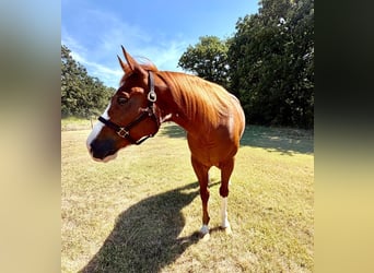 American Quarter Horse, Castrone, 6 Anni, Sauro ciliegia