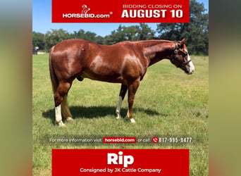 American Quarter Horse, Castrone, 6 Anni, Sauro ciliegia
