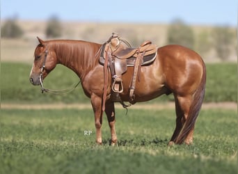 American Quarter Horse, Castrone, 6 Anni, Sauro ciliegia
