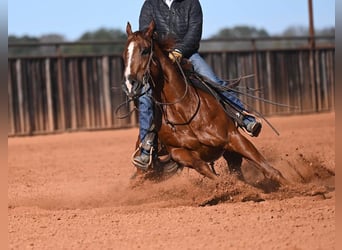 American Quarter Horse, Castrone, 6 Anni, Sauro ciliegia
