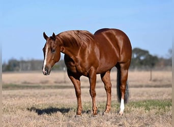 American Quarter Horse, Castrone, 6 Anni, Sauro ciliegia