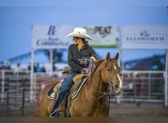 American Quarter Horse, Castrone, 6 Anni, Sauro ciliegia