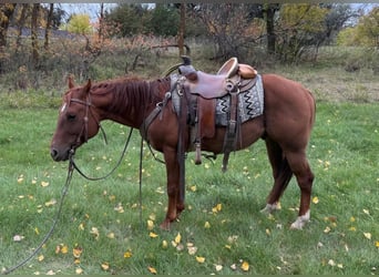 American Quarter Horse, Castrone, 6 Anni, Sauro ciliegia