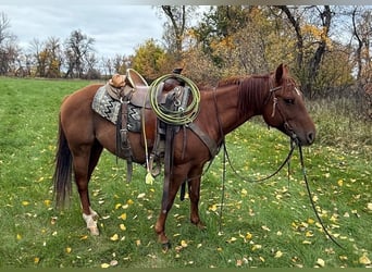 American Quarter Horse, Castrone, 6 Anni, Sauro ciliegia