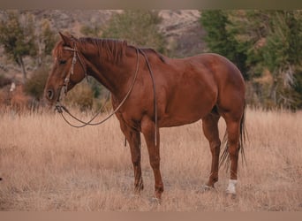American Quarter Horse, Castrone, 6 Anni, Sauro ciliegia