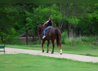 American Quarter Horse, Castrone, 6 Anni, Sauro ciliegia