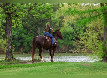 American Quarter Horse, Castrone, 6 Anni, Sauro ciliegia