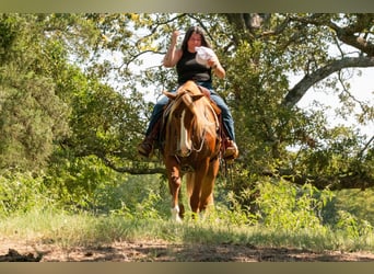 American Quarter Horse Mix, Castrone, 6 Anni, Sauro ciliegia