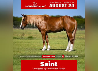 American Quarter Horse Mix, Castrone, 6 Anni, Sauro ciliegia