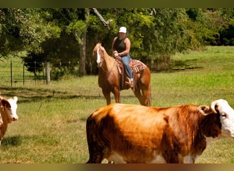American Quarter Horse Mix, Castrone, 6 Anni, Sauro ciliegia