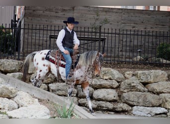 American Quarter Horse, Castrone, 6 Anni, Sauro