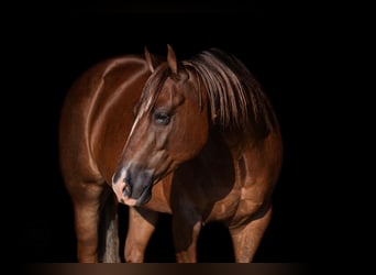 American Quarter Horse, Castrone, 6 Anni, Sauro scuro