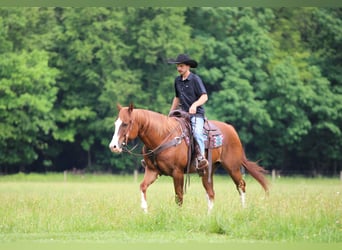American Quarter Horse, Castrone, 6 Anni, Sauro scuro