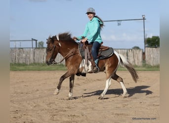 American Quarter Horse, Castrone, 7 Anni, 109 cm, Tobiano-tutti i colori