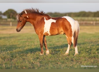 American Quarter Horse, Castrone, 7 Anni, 109 cm, Tobiano-tutti i colori