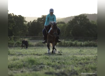 American Quarter Horse, Castrone, 7 Anni, 109 cm, Tobiano-tutti i colori