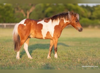 American Quarter Horse, Castrone, 7 Anni, 109 cm, Tobiano-tutti i colori