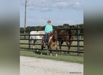 American Quarter Horse, Castrone, 7 Anni, 109 cm, Tobiano-tutti i colori